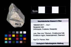 Foto (Objekt + Etikett) von Decapoda indet.  (NHMW-GEO-1990-0041-2617)
